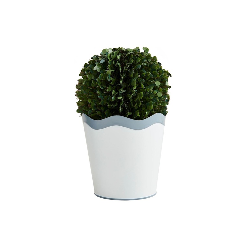 Large Scalloped Boxwood Pot