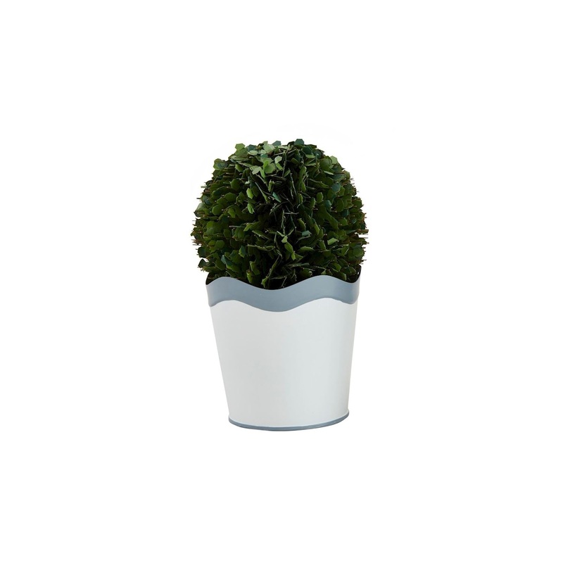 Small Scalloped Boxwood Pot